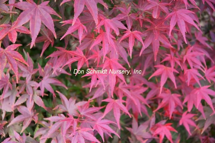 Acer palmatum 'Harusame'