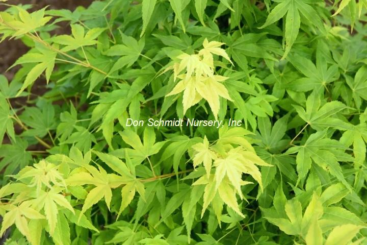Acer palmatum 'Kawahara No Midori'