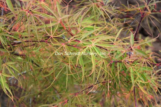 Acer japonicum "Fukinagashi'
