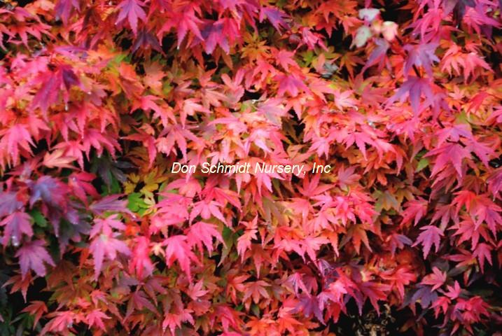 Acer palmatum 'Coonara Pygmy'