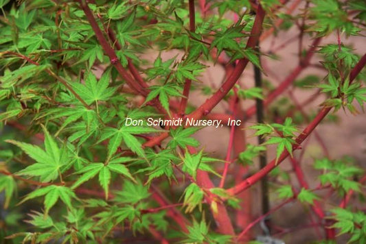 Acer palmatum 'Ji Jiao'