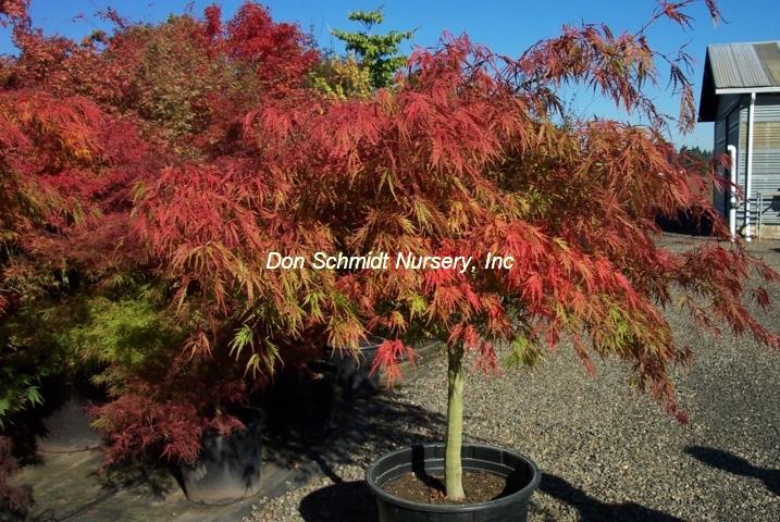Acer palmatum 'Autumn Fire'