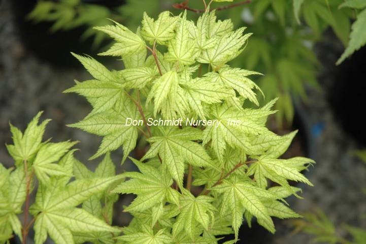 Acer palmatum 'Shigitatsu Sawa'