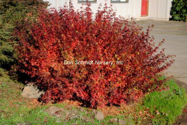 Acer palmatum 'Matthew'