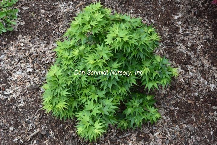 Acer palmatum 'Japanese Princess' RARE