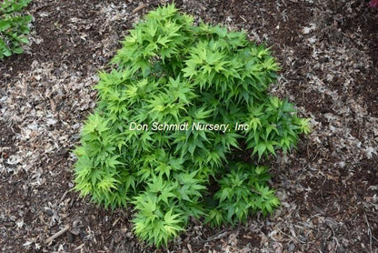 Acer palmatum 'Japanese Princess' RARE