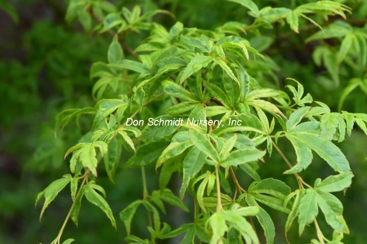 Acer palmatum 'Asagi Nishiki'