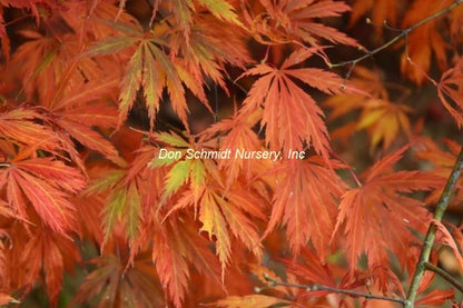 Acer palmatum 'Crimson Carol'
