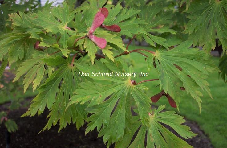 Acer japonicum 'Aconitifolium'