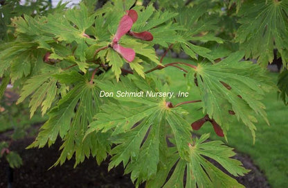 Acer japonicum 'Aconitifolium'