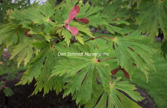 Acer japonicum 'Aconitifolium'