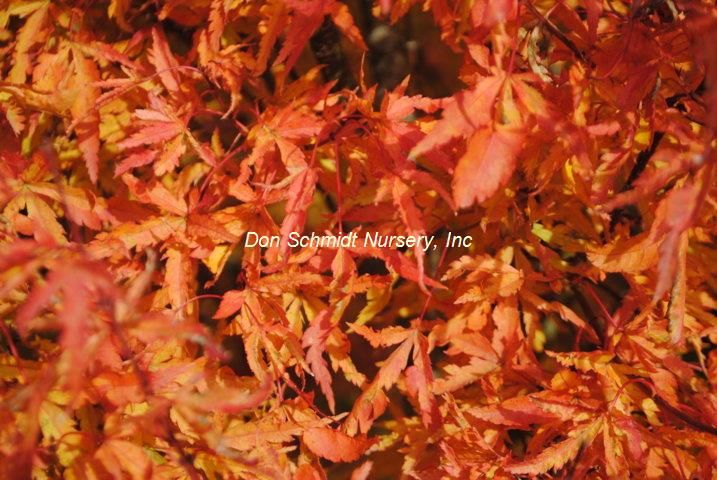 Acer palmatum 'Mama'