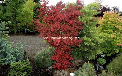 Acer palmatum 'Beni Hoshi'