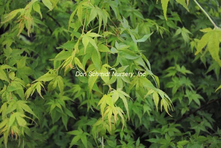 Acer palmatum 'Aoyagi'