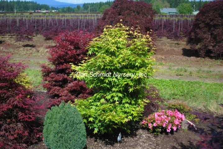 Acer palmatum 'Tsukasa Silhoutte'