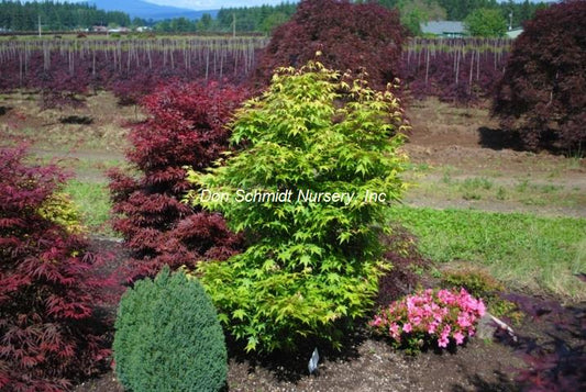 Acer palmatum 'Tsukasa Silhoutte'