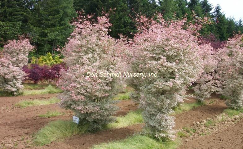 Acer palmatum 'Ukigumo'