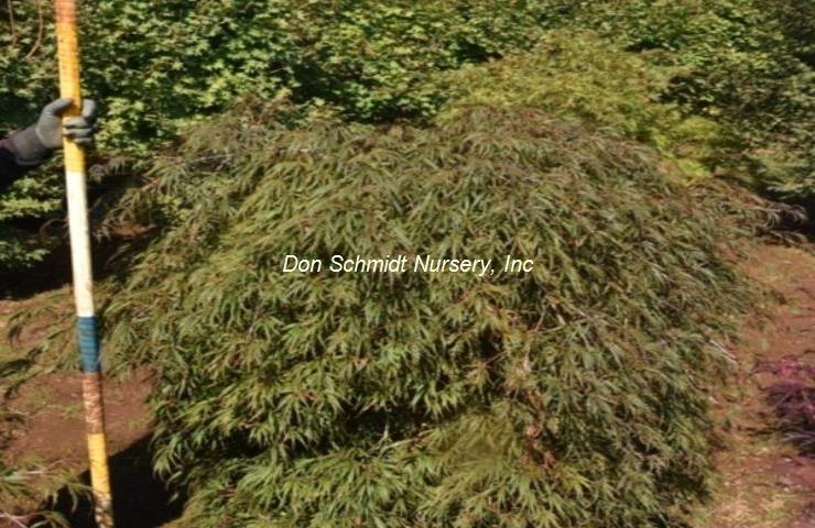 Acer palmatum 'Heartbeat'