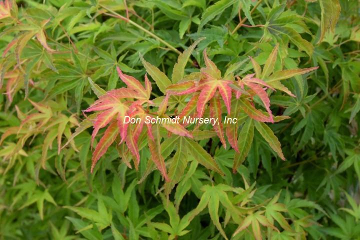 Acer palmatum 'Harusame'