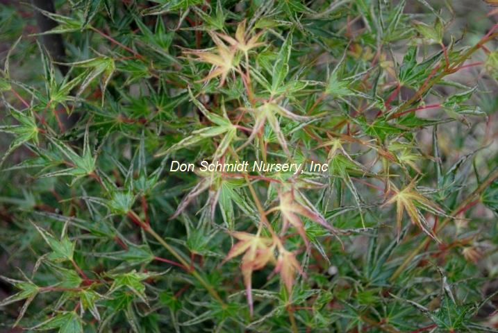 Acer palmatum 'Hippy Fin Mo'