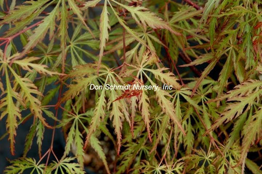 Acer palmatum 'Autumn Fire'
