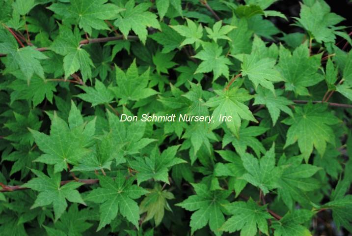 Acer sieboldianum 'Seki No Kegon'