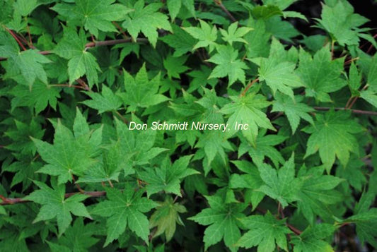Acer sieboldianum 'Seki No Kegon'