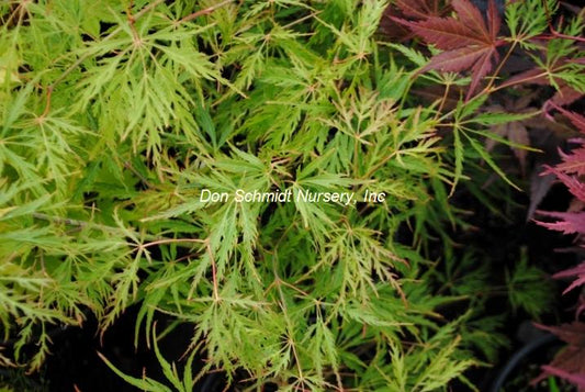 Acer palmatum 'Green Mist'