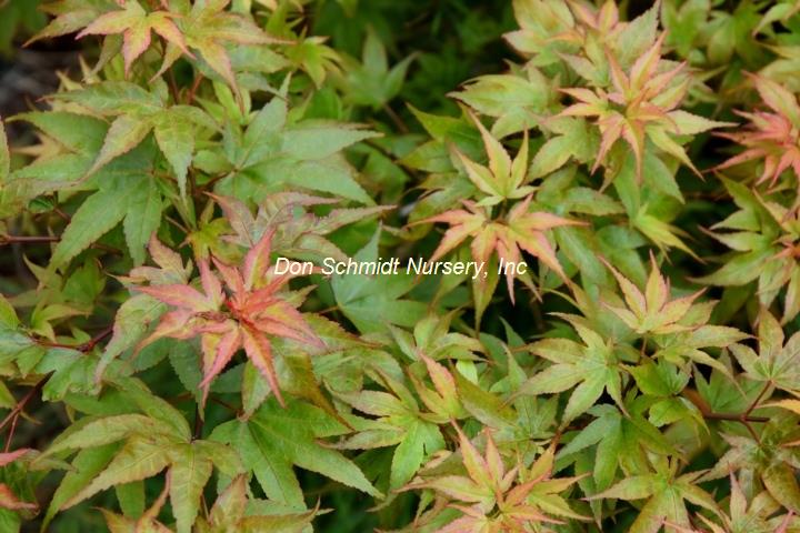 Acer palmatum 'Ryuzu'
