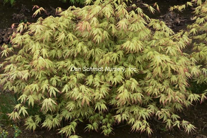 Acer palmatum 'First Ghost'