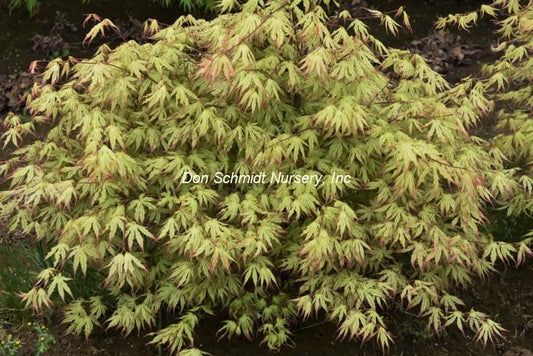 Acer palmatum 'First Ghost'