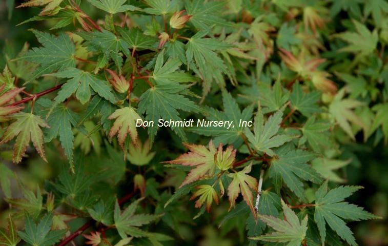 Acer palmatum 'Coonara Pygmy'