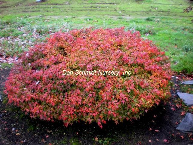 Acer palmatum 'Kiyohime Yatsubusa'