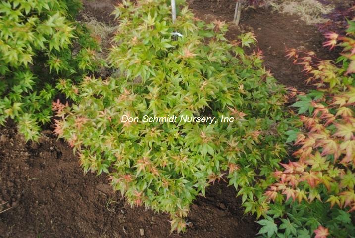 Acer palmatum 'Ryuzu'