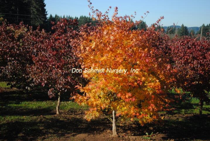 Acer japonicum 'Ki Hachijo'