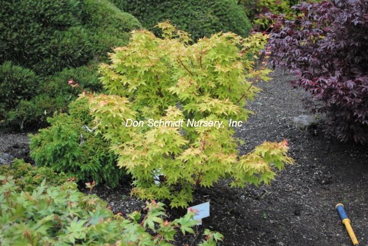 Acer palmatum 'Aka Kawa Hime'
