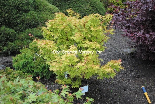 Acer palmatum 'Aka Kawa Hime'