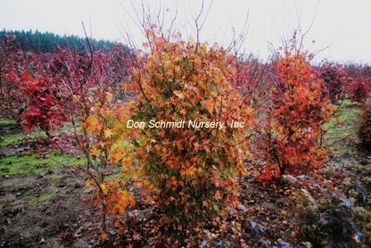 Acer palmatum 'Taiyo Nishiki'