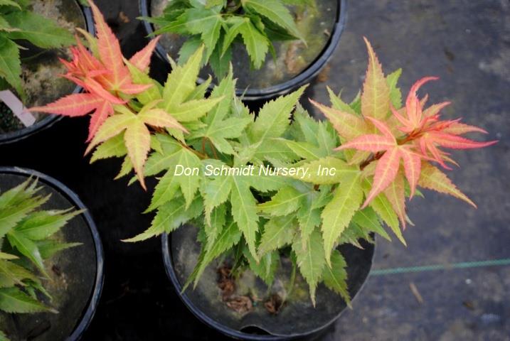 Acer palmatum 'Japanese Princess' RARE