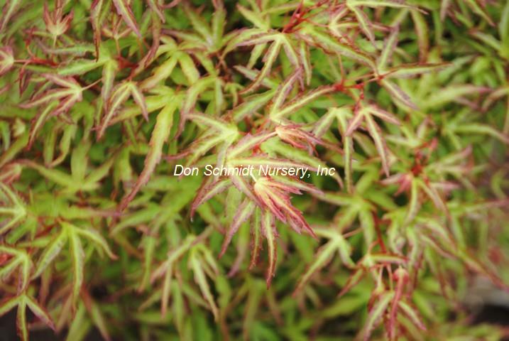 Acer palmatum 'Oto Hime'