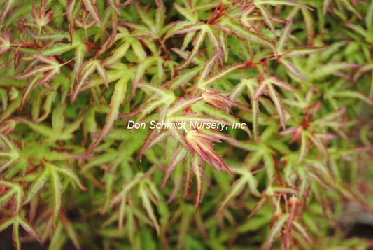 Acer palmatum 'Oto Hime'