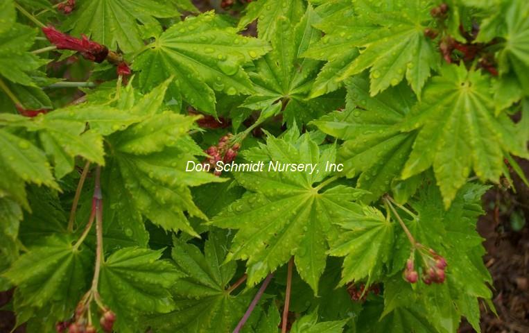 Acer shirasawanum 'Junihitoe'