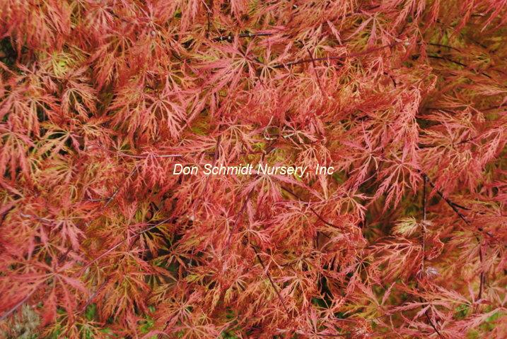 Acer palmatum 'Watnong'