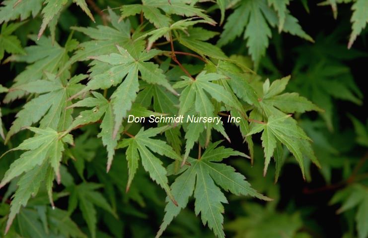 Acer palmatum 'Berry Dwarf'