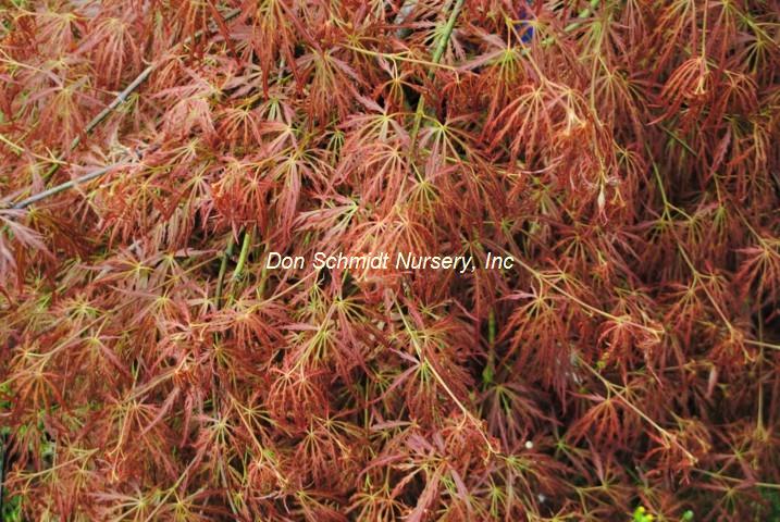 Acer palmatum 'Sunset'
