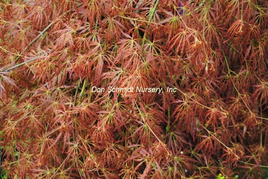 Acer palmatum 'Sunset'