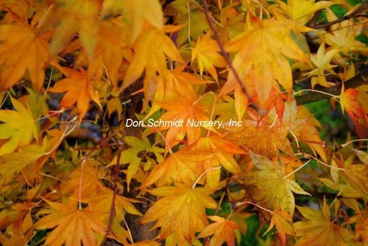 Acer palmatum 'Shadow Selection'