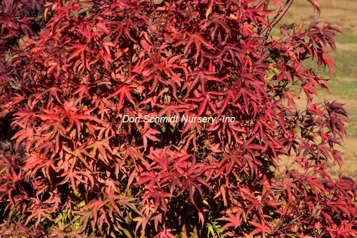 Acer palmatum 'Harusame'