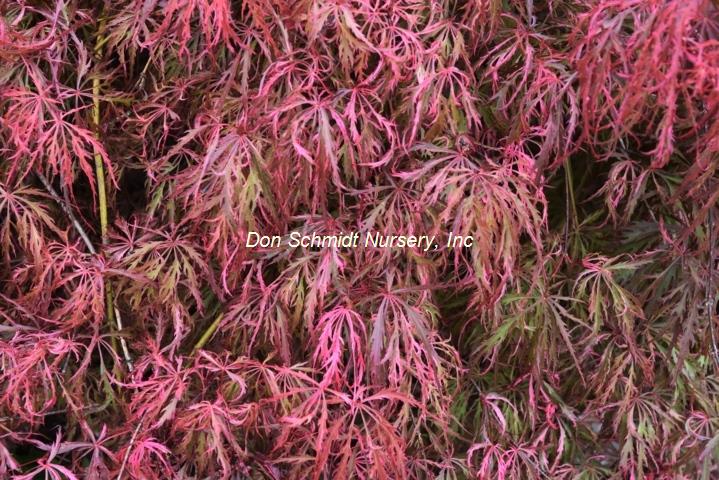 Acer palmatum 'Hana Matoi'