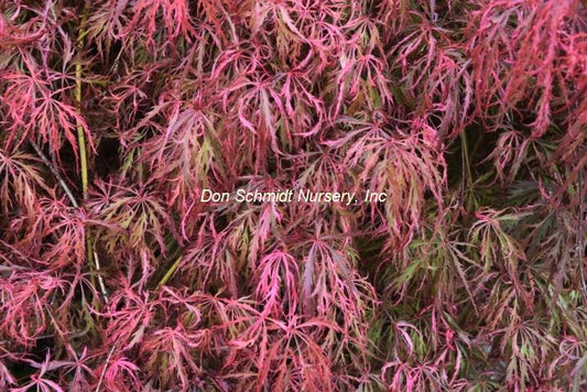 Acer palmatum 'Hana Matoi'
